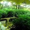 Staten Island Brothers Busted For This Beautiful Pot Growhouse